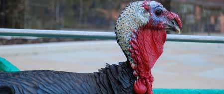 American Bronze Turkey at Fishers Mobile Farm